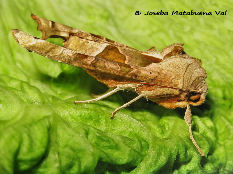 Phlogophora meticulosa - Noctuidae